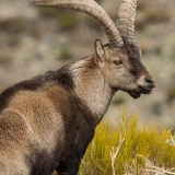 El rey de la montaña