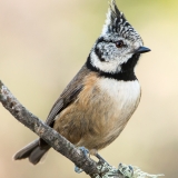 Galano