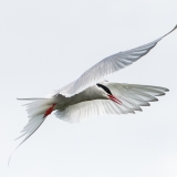 Abanico de plumas