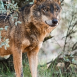 Mirada dorada